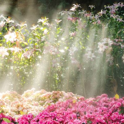 EUROFLORA